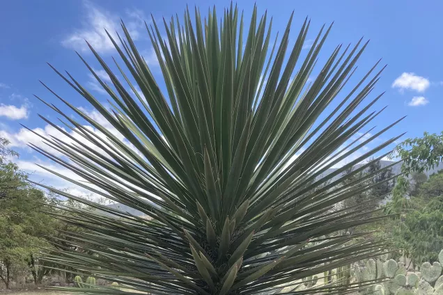 Cactus plant in the desert. Photo.